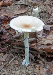 Amanita murrilliana