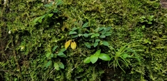 Specklinia grobyi