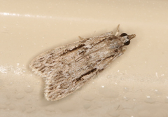 Scoparia plagiotis