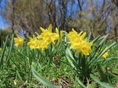 Narcissus minor asturiensis