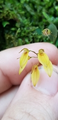 Specklinia grobyi
