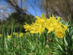 Narcissus minor asturiensis
