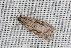 Scoparia plagiotis