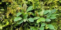Specklinia grobyi