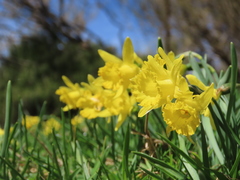 Narcissus minor asturiensis