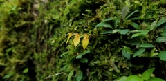 Specklinia grobyi