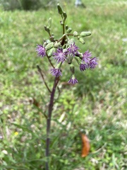 Lactuca graminifolia