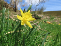 Narcissus minor asturiensis