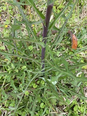 Lactuca graminifolia