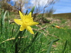 Narcissus minor asturiensis