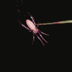 Larinia directa