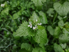 Alliaria petiolata