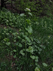 Alliaria petiolata