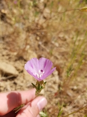 Clarkia purpurea viminea