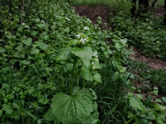 Alliaria petiolata