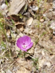 Clarkia purpurea viminea