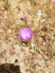 Clarkia purpurea viminea