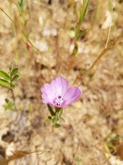 Clarkia purpurea viminea