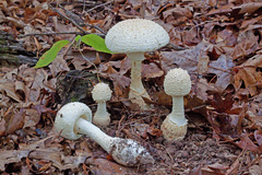 Amanita rhopalopus