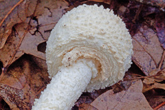 Amanita rhopalopus