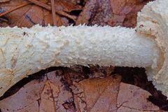 Amanita rhopalopus
