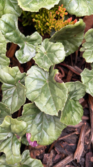Cyclamen hederifolium