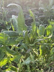 Cichorium intybus intybus