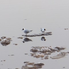 Chroicocephalus ridibundus