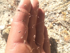 Nemacladus secundiflorus robbinsii