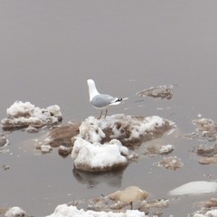 Larus argentatus