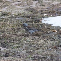 Turdus pilaris
