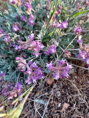 Astragalus calycosus