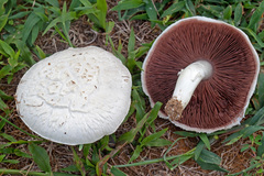 Agaricus braendlei