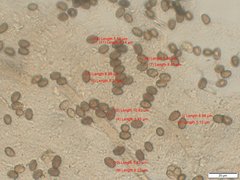 Agaricus braendlei
