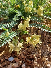 Astragalus oophorus