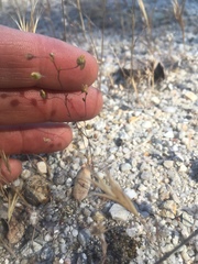 Nemacladus secundiflorus robbinsii