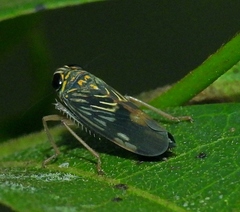 Evansolidia