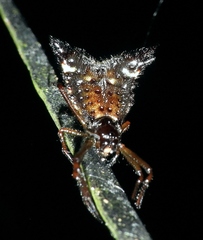 Micrathena triangularis