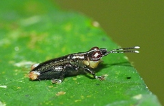Proctolabinae