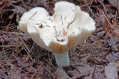 Lactifluus subvellereus