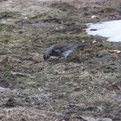 Turdus pilaris