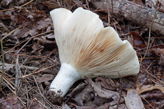Lactifluus subvellereus