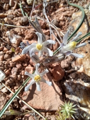 Androstephium breviflorum