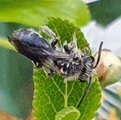 Andrena vaga