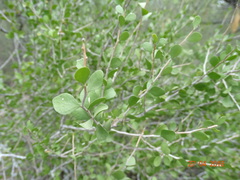 Schaefferia cuneifolia