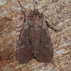 Lithophane oriunda