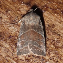 Eupsilia devia