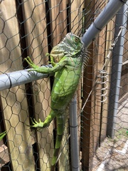 Iguana iguana