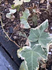 Hedera helix