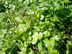 Ranunculus parviflorus
